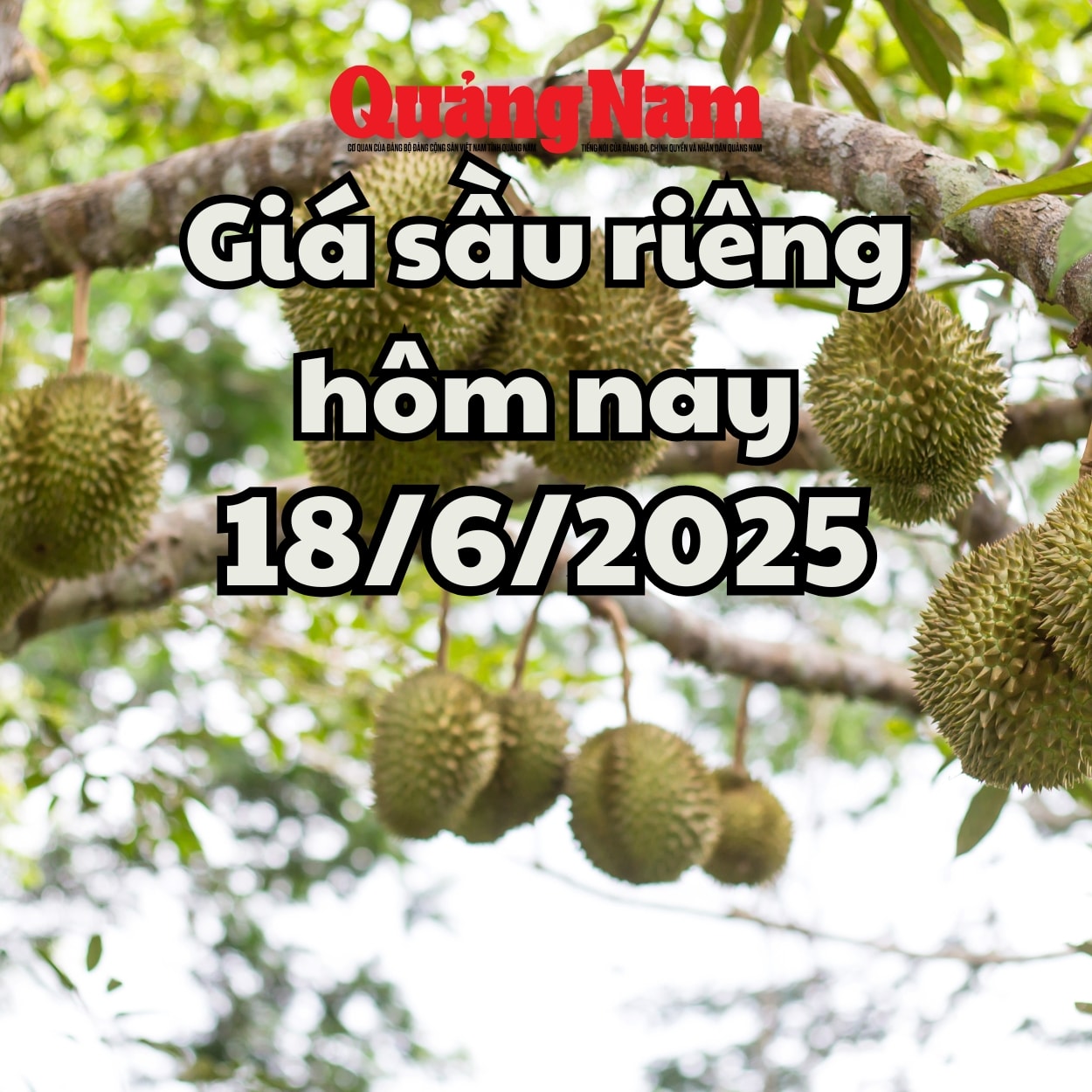 Giá sầu riêng hôm nay 18 6 2025 Sầu Ri6 miền Đông tăng, miền Tây giảm