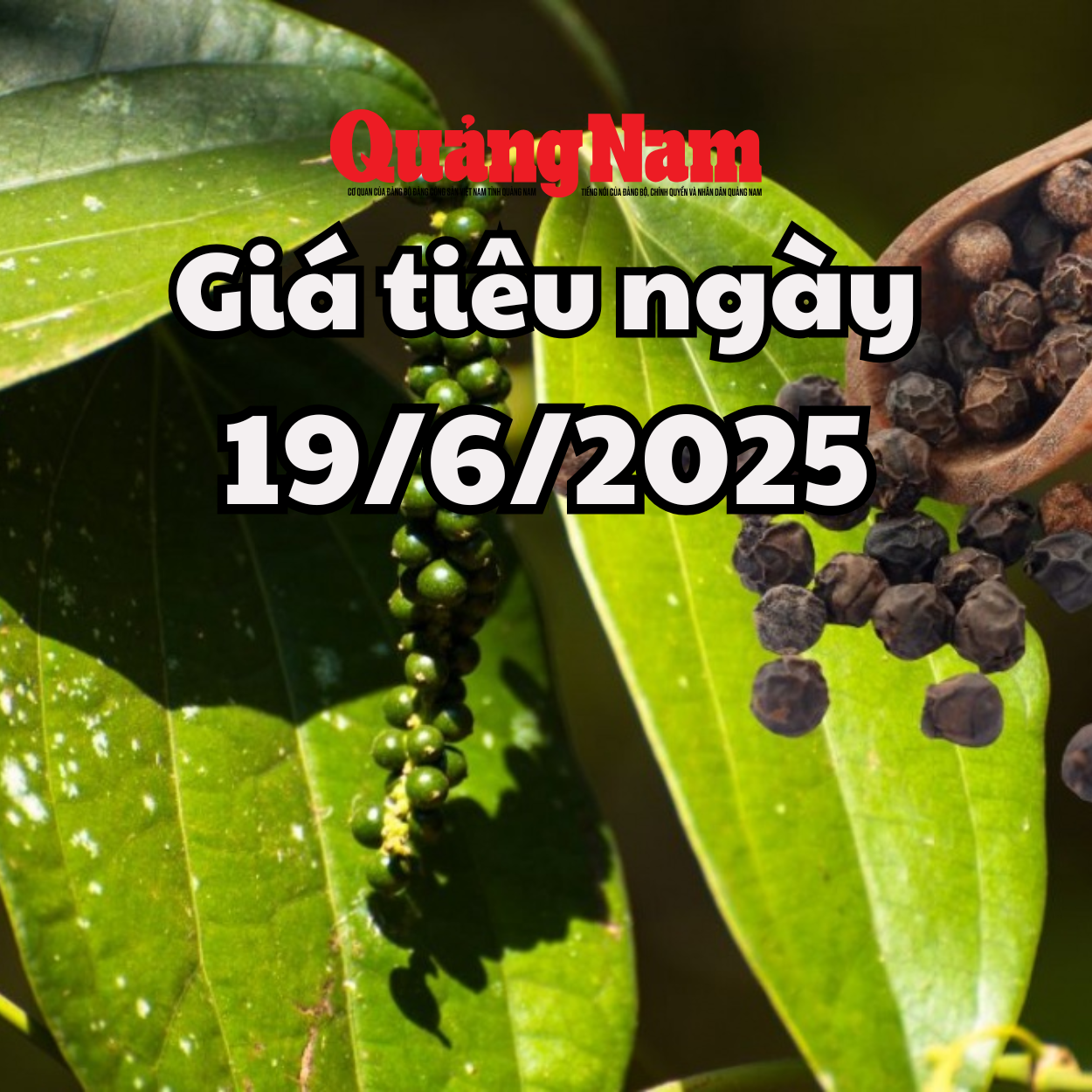 Tin tức, dự báo giá tiêu ngày mai 19 6 2025 tín hiệu lạc quan từ quốc tế