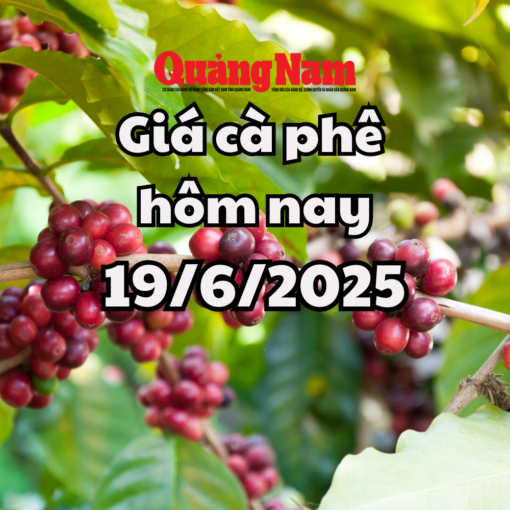Cập nhật giá cà phê hôm nay 19 6 2025 mới nhất Đợt giảm mạnh nhất từ đầu tuần