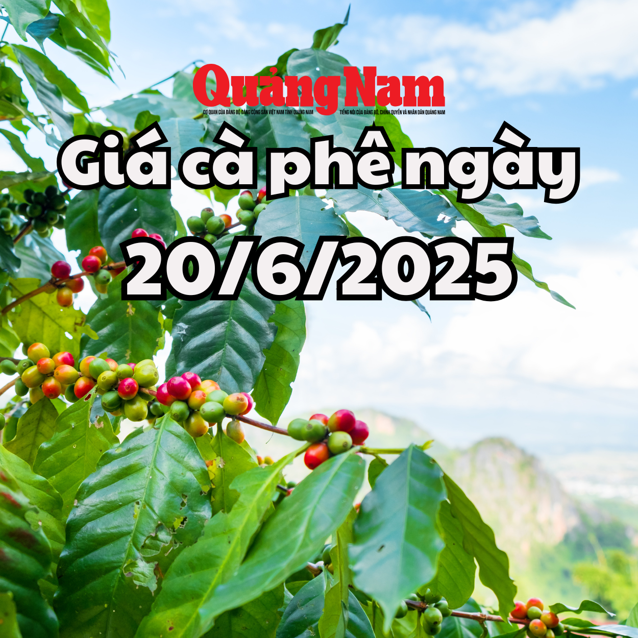 Giá cà phê hôm nay 20 6 2025 vẫn lạc quan sau đợt giảm mạnh