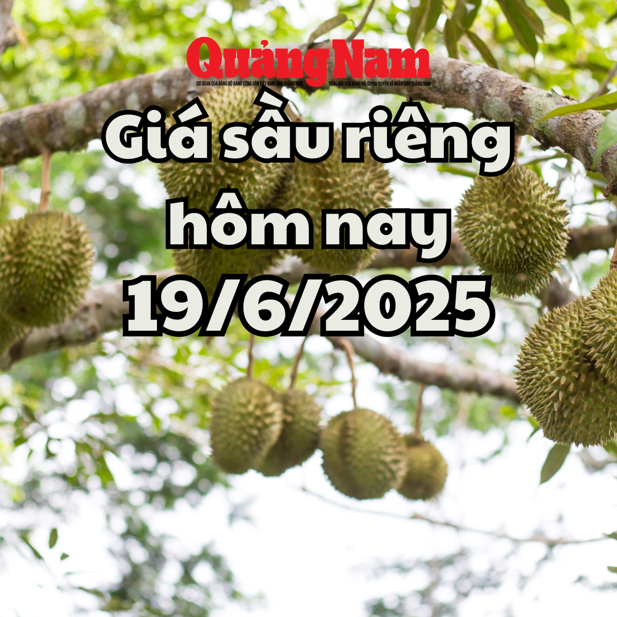 Giá sầu riêng hôm nay 19 6 2025 Lặng sóng trên toàn khu vực