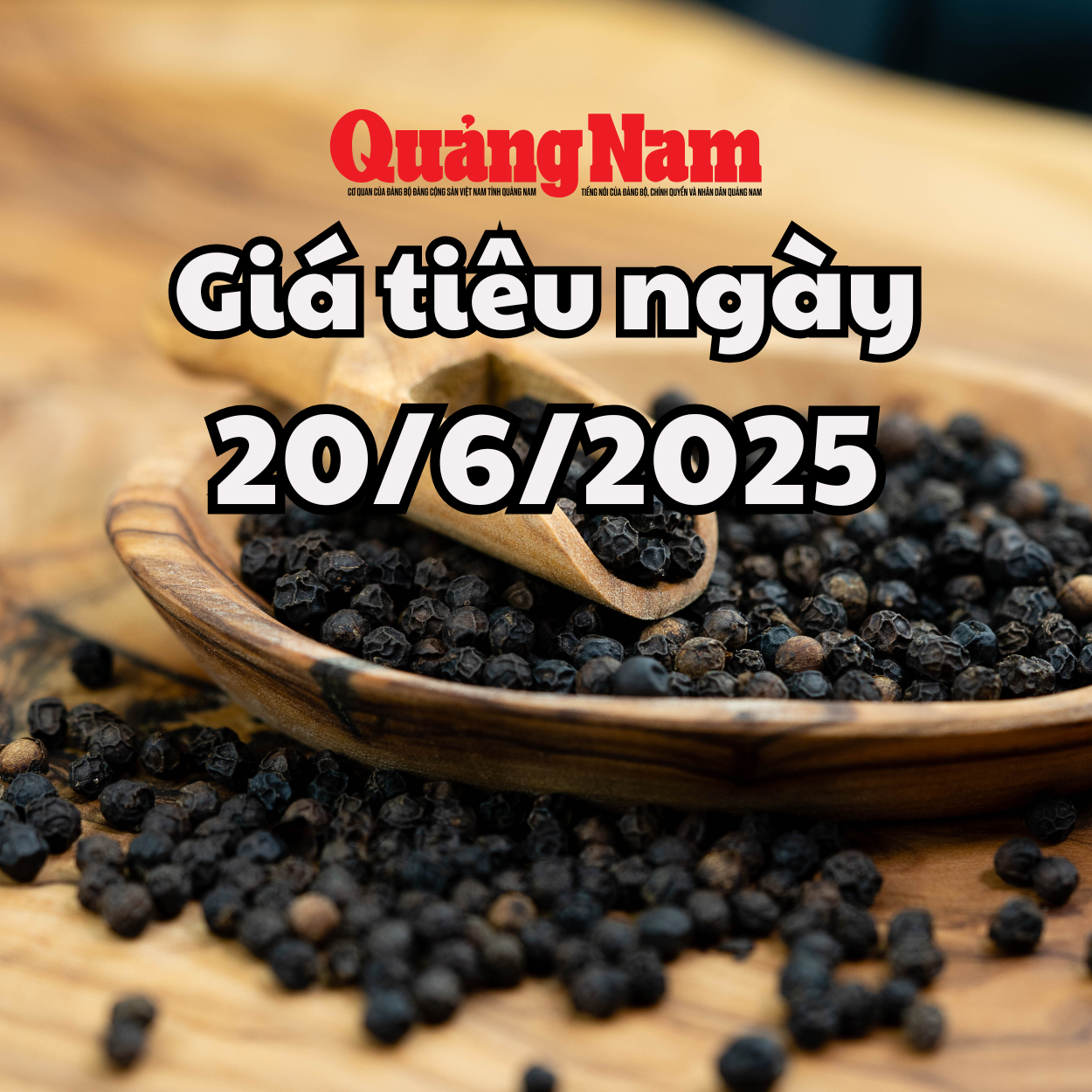 Giá tiêu hôm nay 20 6 2025 Đắk Lắk vẫn giữ đỉnh giá cao nhất khu vực