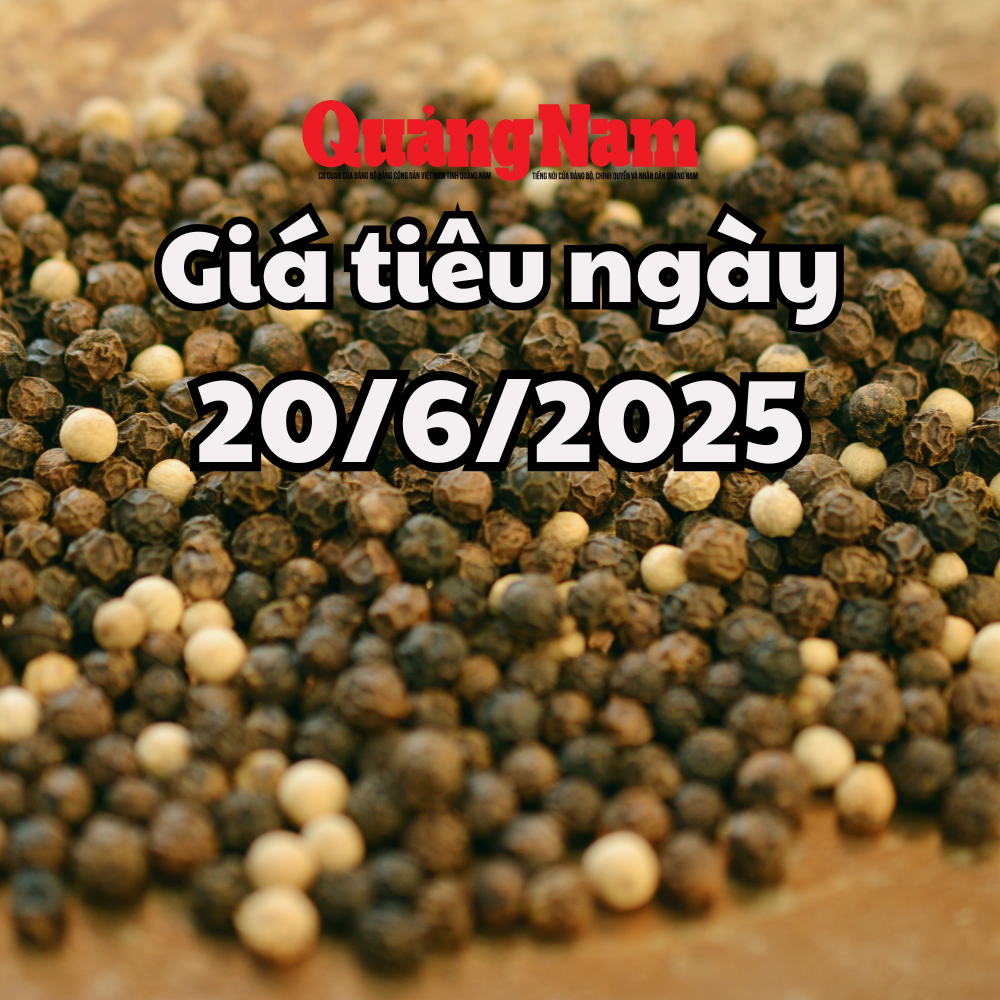 Tin tức, dự báo giá tiêu ngày mai 20 6 2025 tạm thời điều chỉnh lại