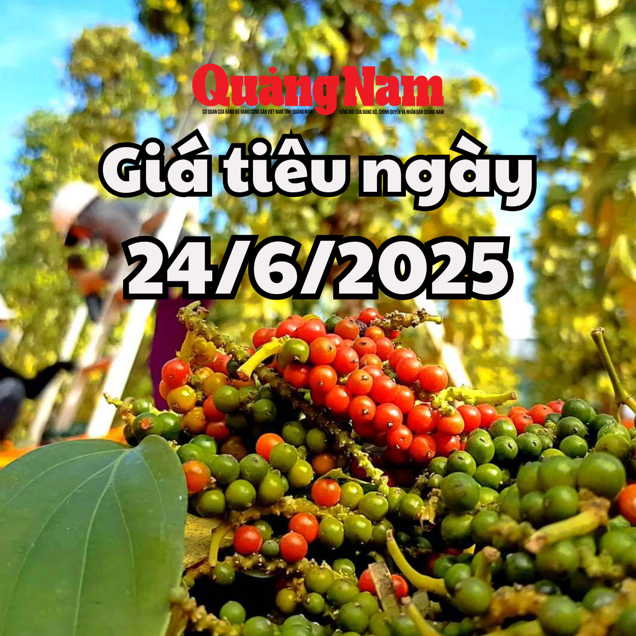 Giá tiêu hôm nay 24 6 2025 đa số các tỉnh đang giữ giá ở mức cao
