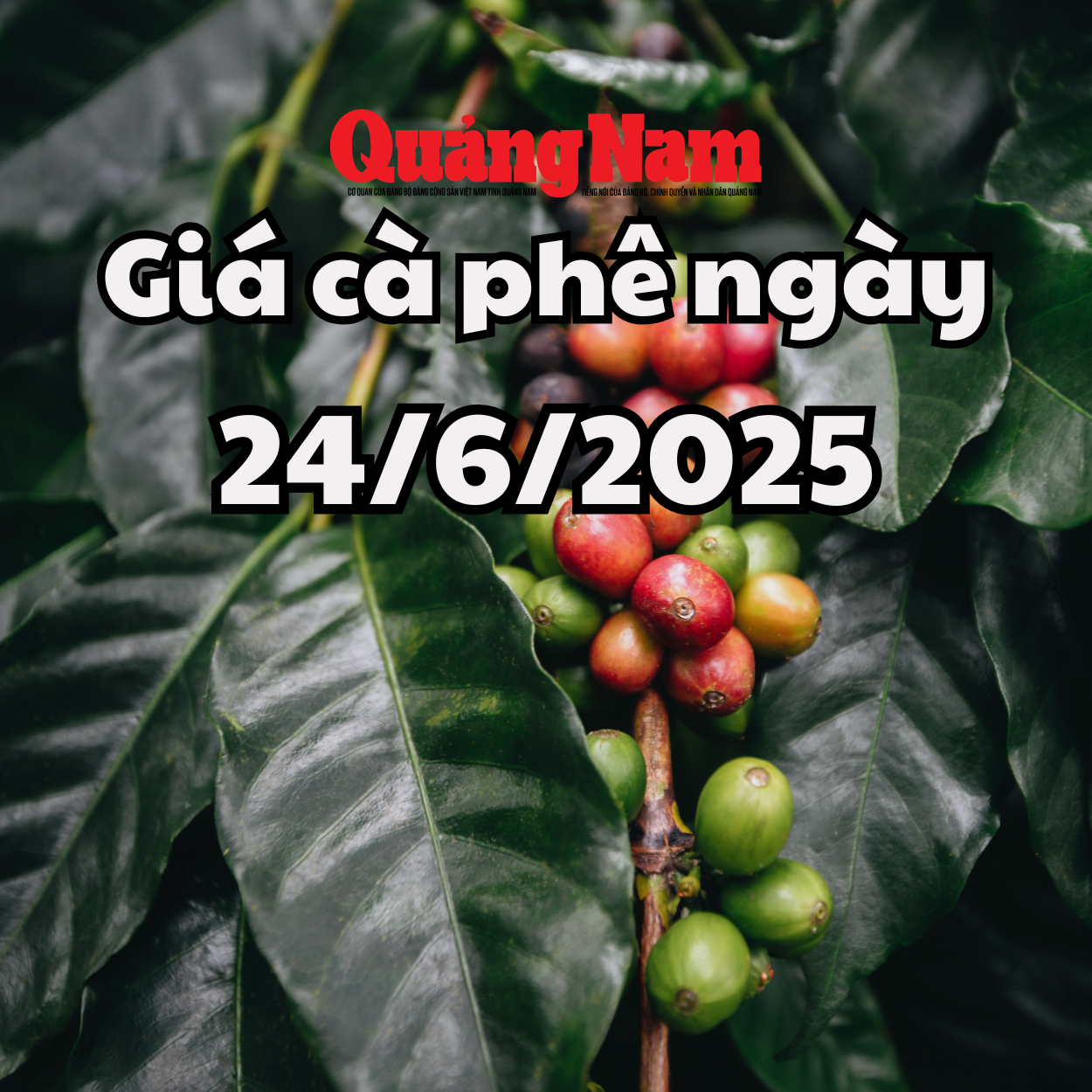 Tin tức, dự báo giá cà phê ngày mai 24 6 2025 chấm dứt chuỗi di ngang