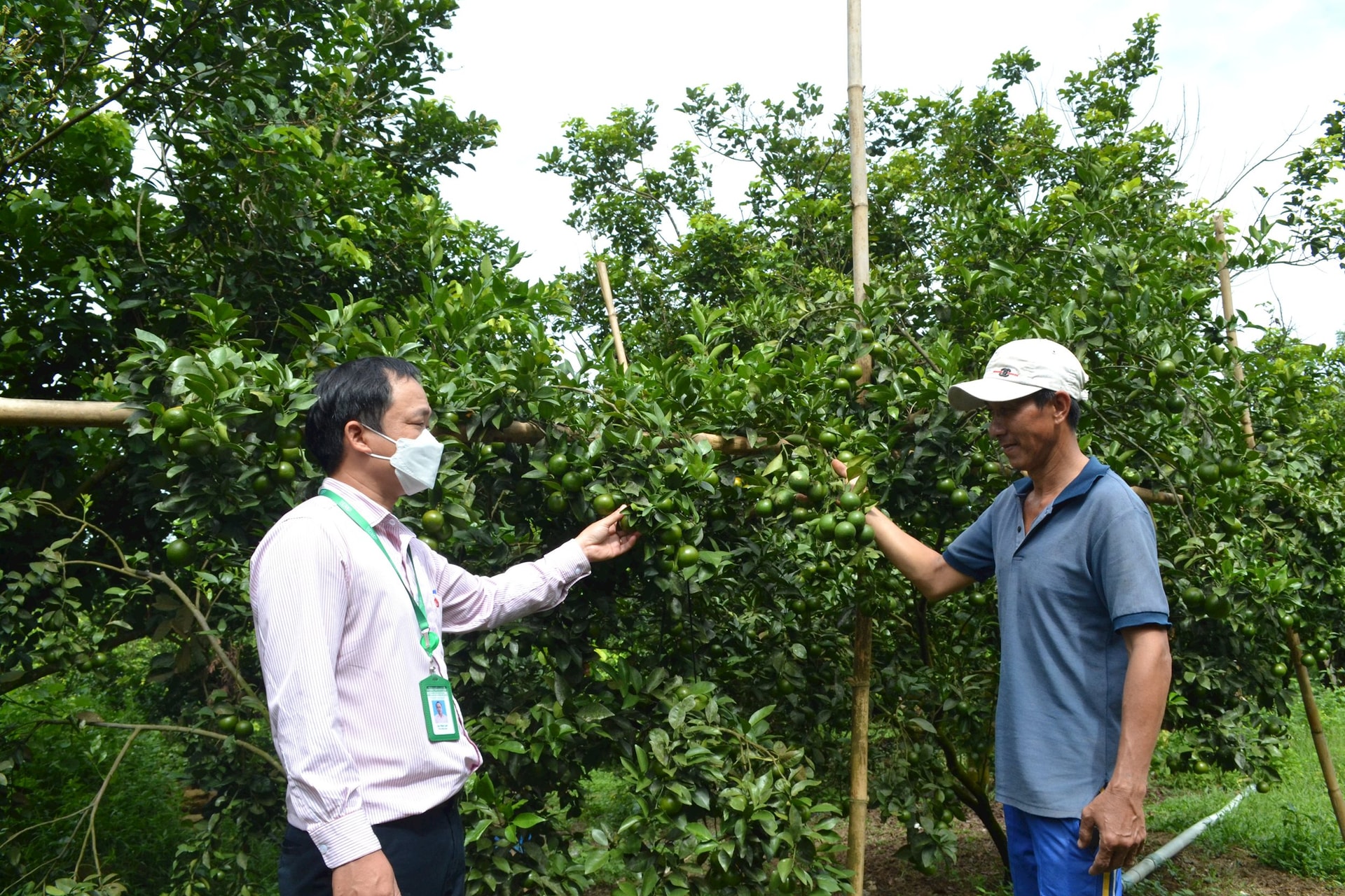 Developing garden economy from policy credit capital. Photo: VAN PHIN
