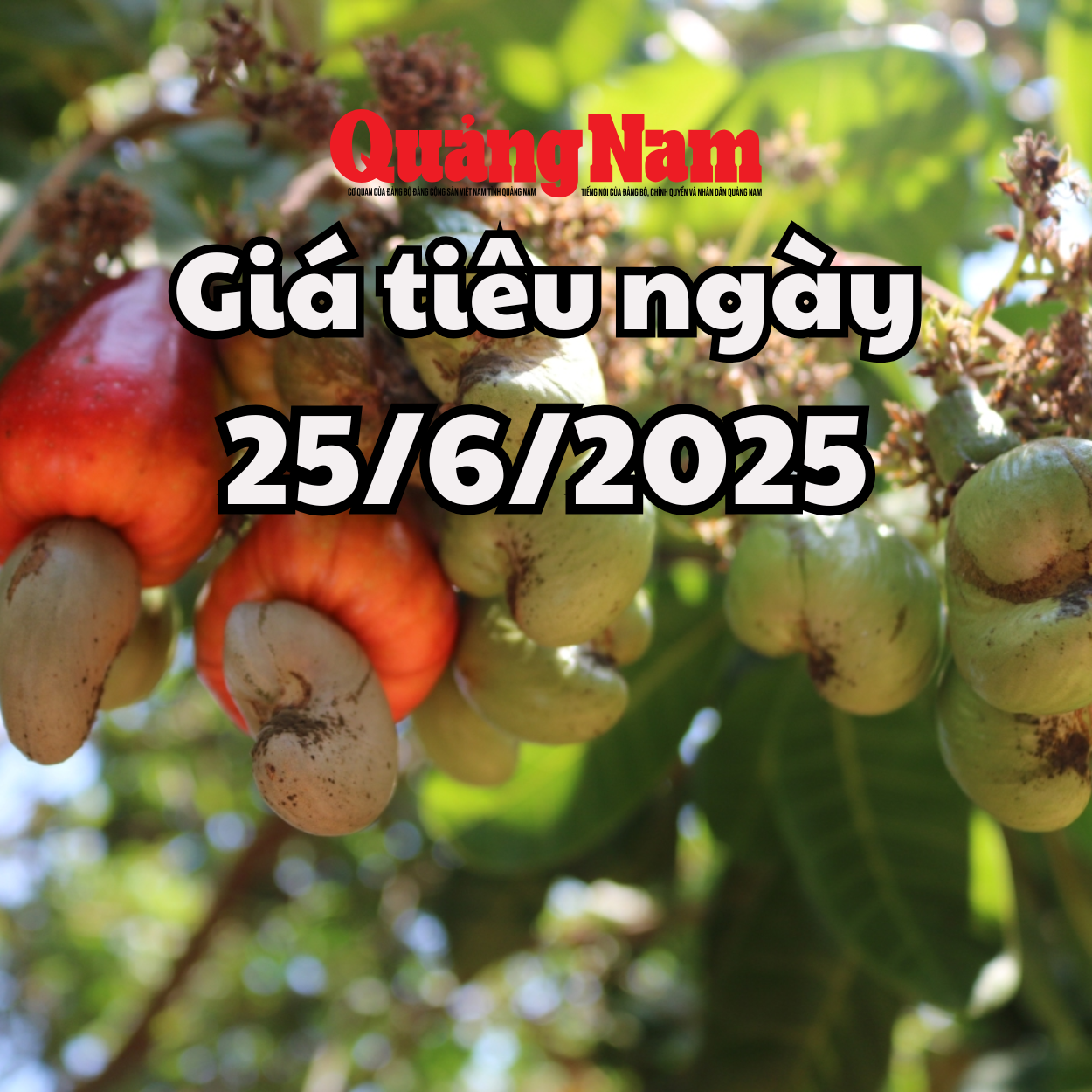 Tin tức, dự báo giá tiêu ngày mai 25 6 2025 không giữ được đỉnh 125.000 đồng kg