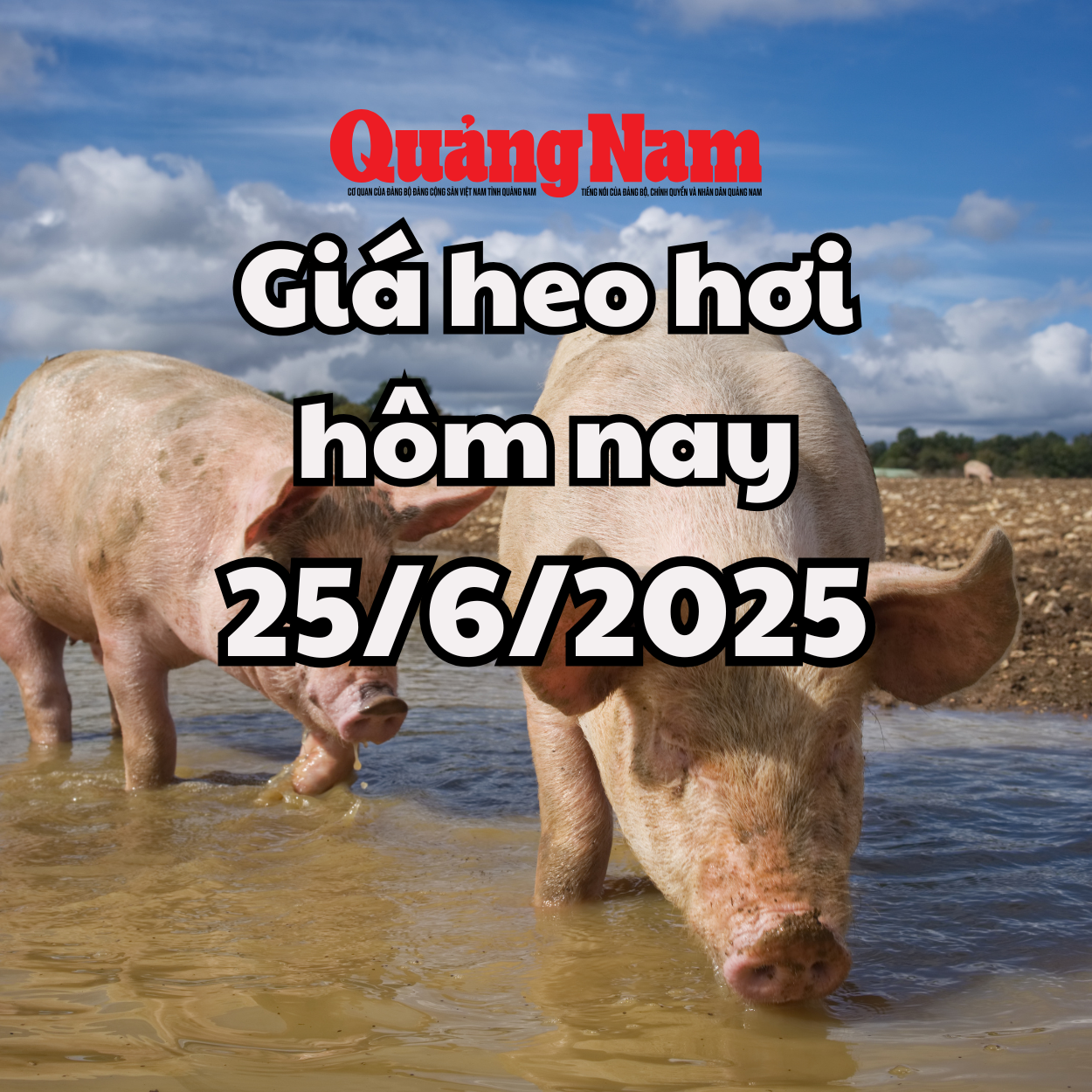 Pig price today June 25, 2025 The South is still hot with a peak of 73,000 VND/kg