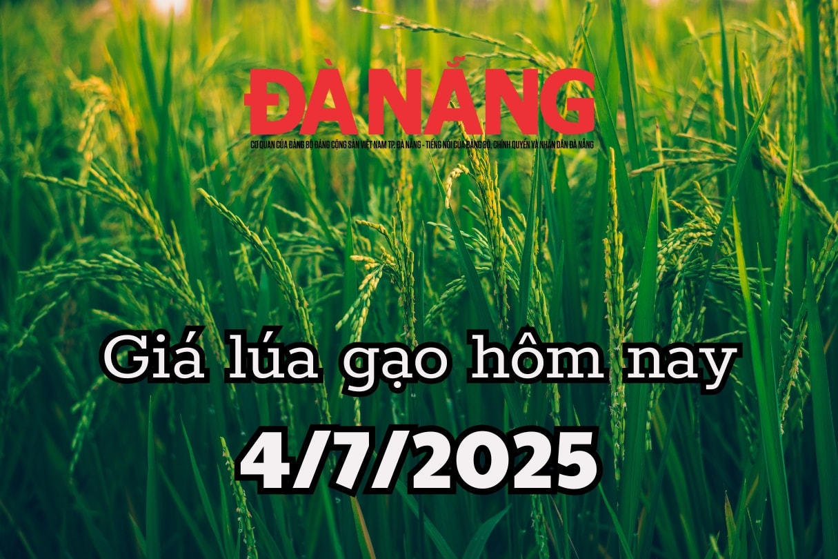 Giá lúa gạo hôm nay 4 7 2025 xuất khẩu tăng 7,6 nhưng kim ngạch giảm 12,2