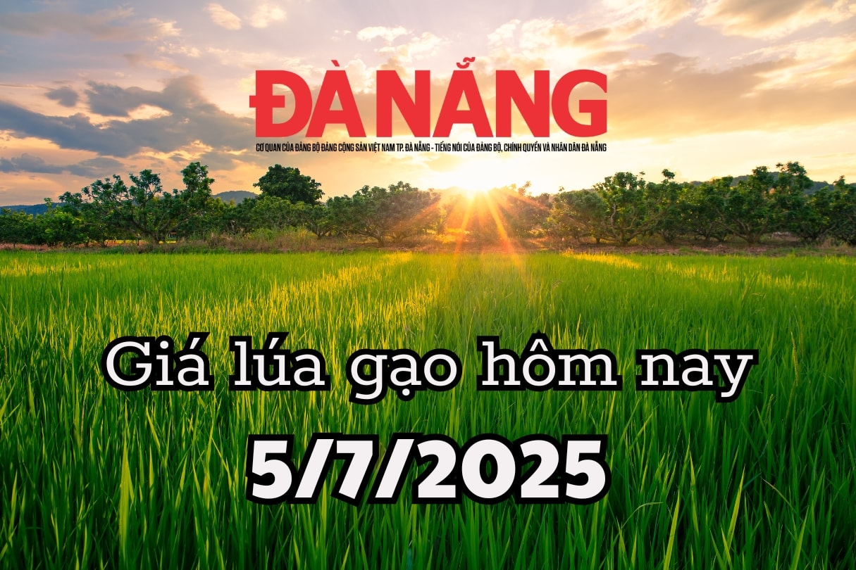 Giá lúa gạo hôm nay 5 7 2025 Giá gạo mất 5 USD tấn chỉ sau 7 ngày