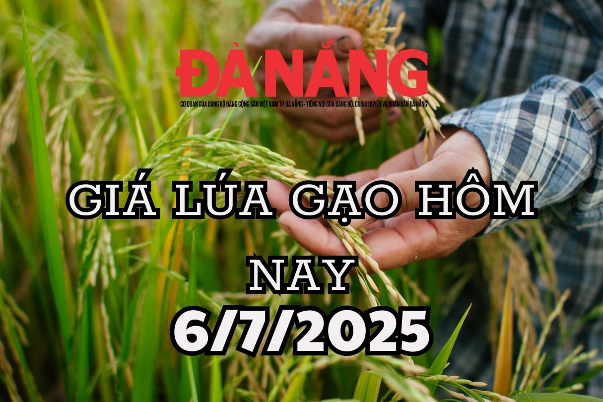 Giá lúa gạo hôm nay 6 7 2025 OM 18 tăng 300, đột phá giữa bão giá âm