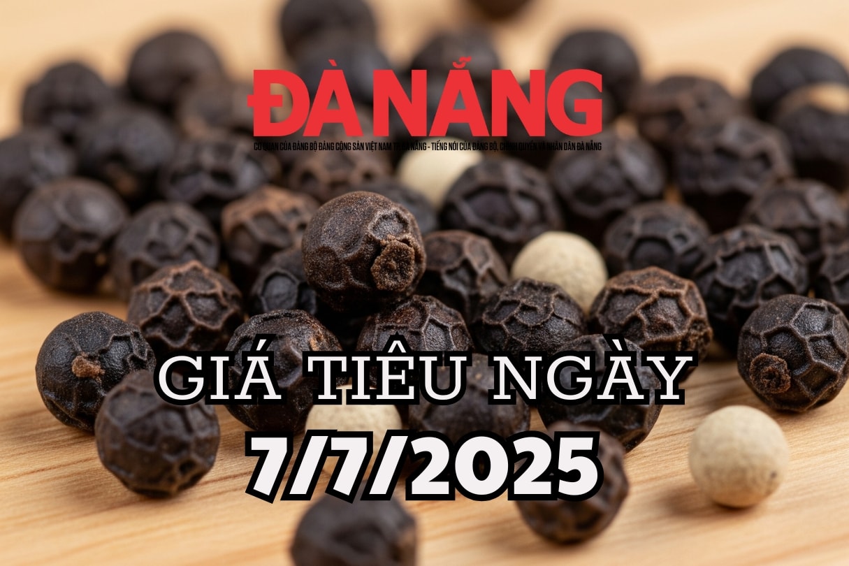 Giá tiêu hôm nay 7 7 2025 Đắk Lắk vẫn ngạo nghễ giữ vững đỉnh giá tiêu
