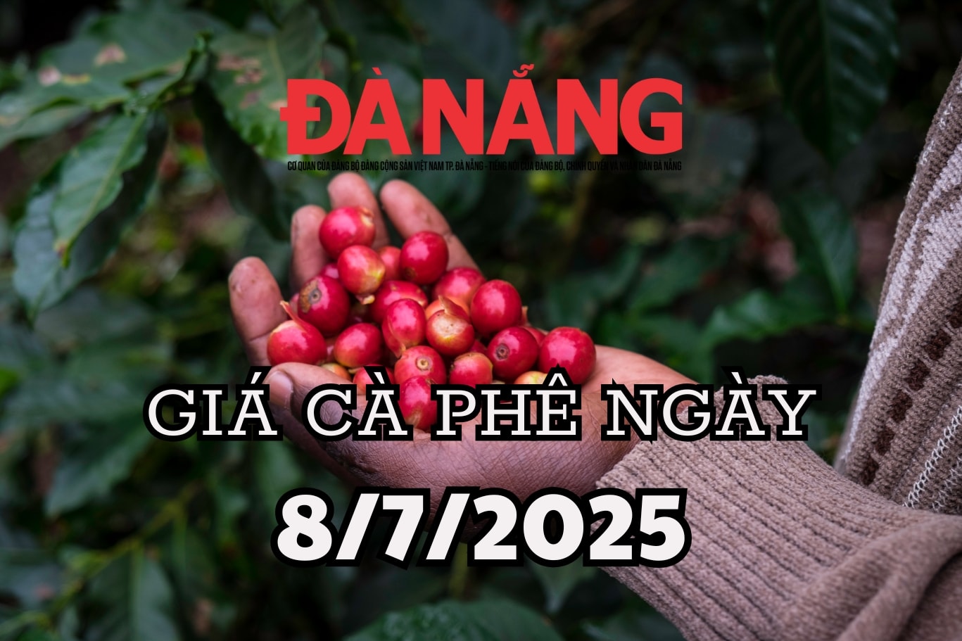 Dự báo giá cà phê ngày mai 8 7 2025 liệu có cú bứt phá ngoạn mục