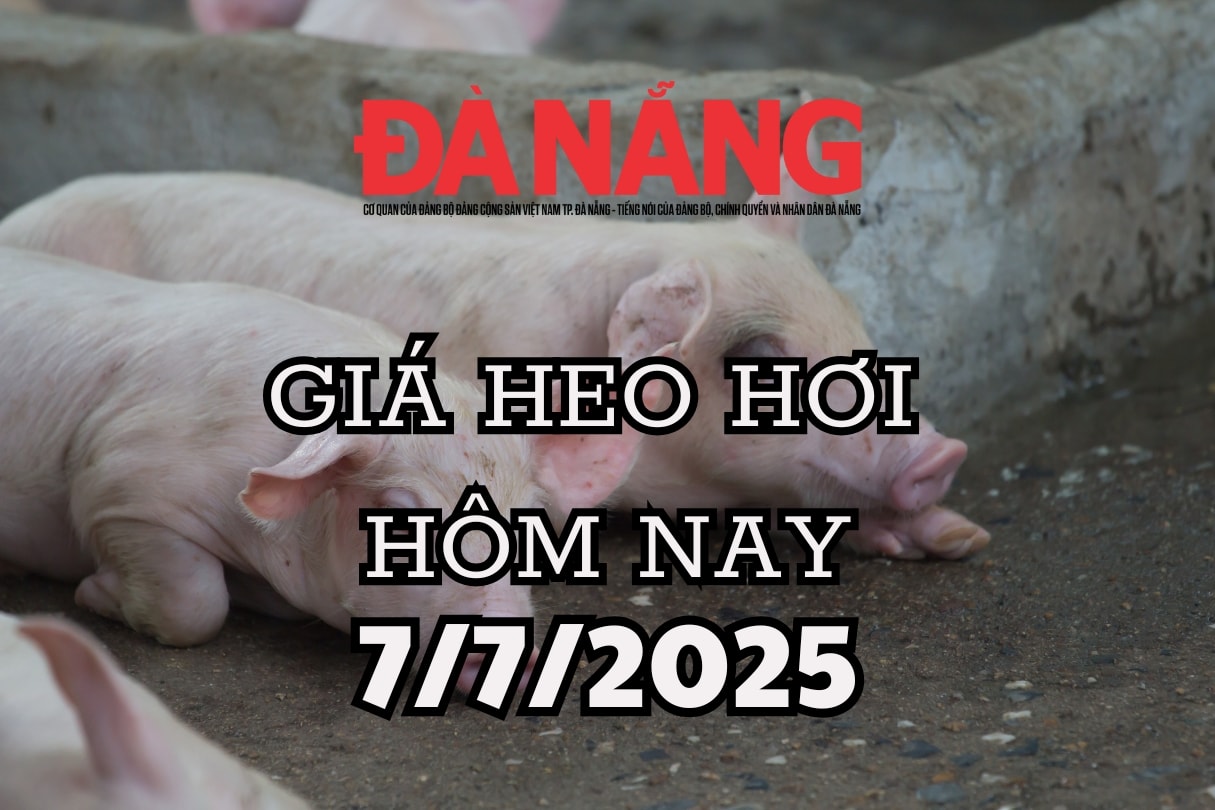 Giá heo hơi hôm nay 7 7 2025 Bình ổn ở mức 65.000-70.000 đồng kg đầu tuần