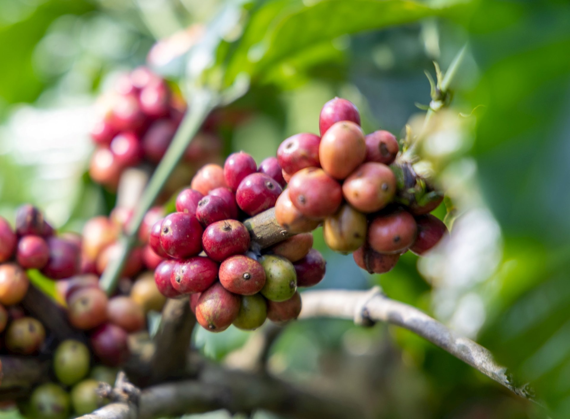 Giá cà phê arabica và robusta đồng loạt rơi tự do, thị trường thế giới đỏ lửa