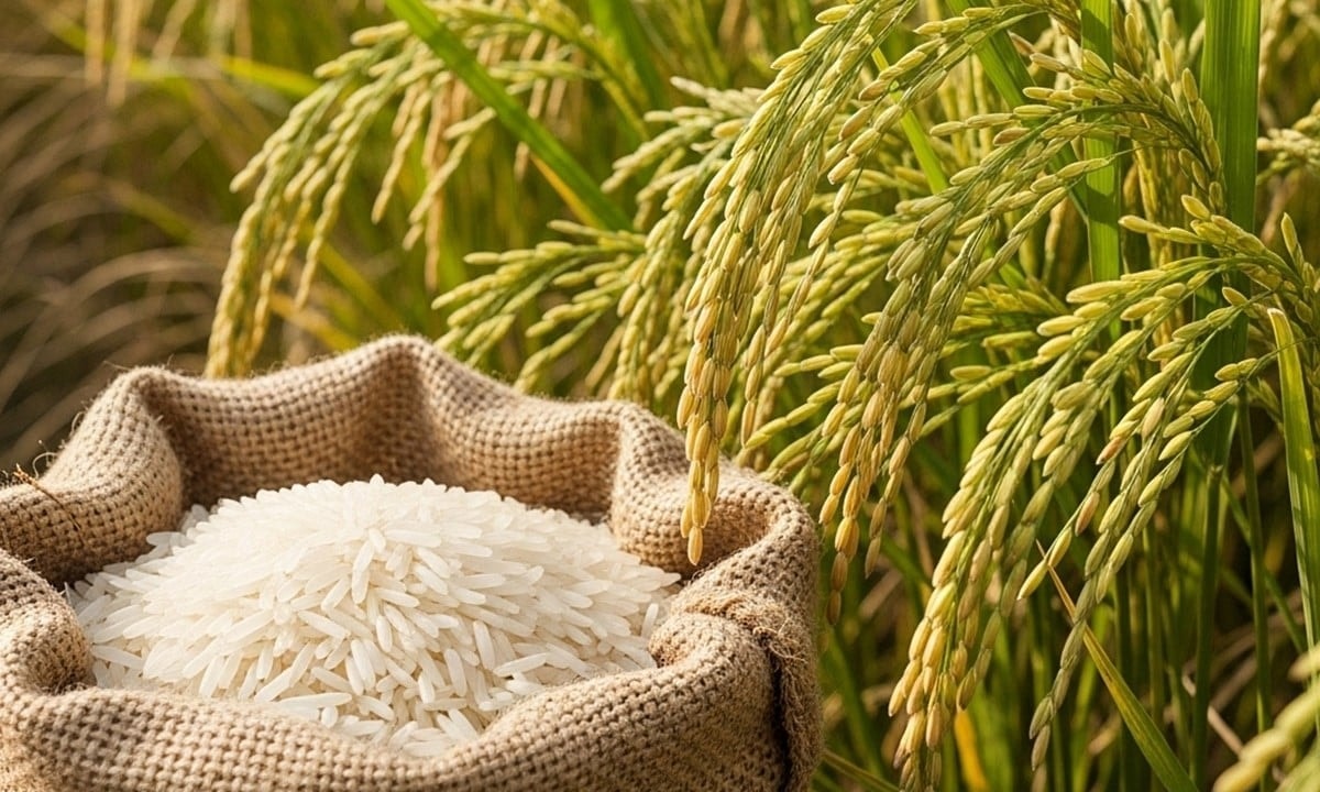 Giá lúa gạo ngày 10/7: Biến động trái chiều trong nước