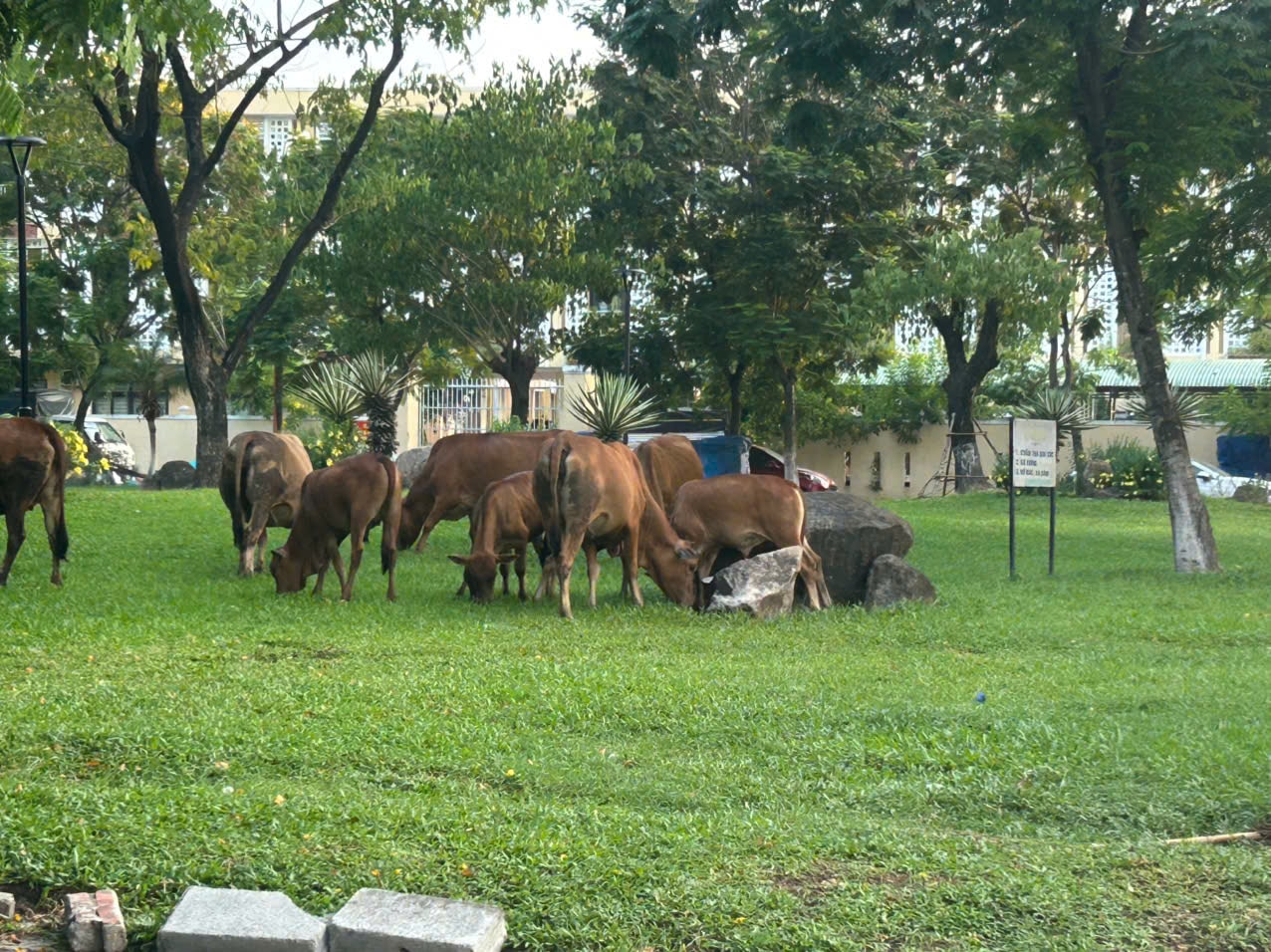 Tình trạng bò thả rông trong công viên trên đường Ngô Văn Sở - Nguyễn Đình Trọng. Ảnh: PHƯỚC AN