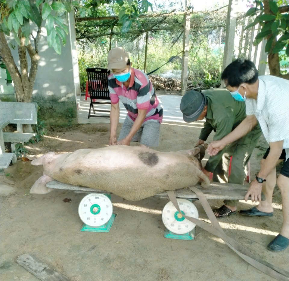 Lực lượng chức năng và người dân ở thôn Hương Quế Nam (xã Xuân Phú) đưa heo nhiễm bệnh chết đi tiêu hủy. Ảnh: VĂN SỰ