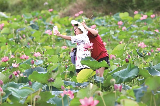 435939_5213011700277083_vna_potal_ve_dep_dam_sen_tra_ly_da_nang_8137316.jpg