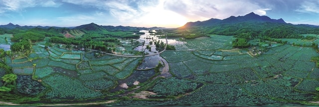 435943_5213013660518551_vna_potal_ve_dep_dam_sen_tra_ly_da_nang_8137314.jpg