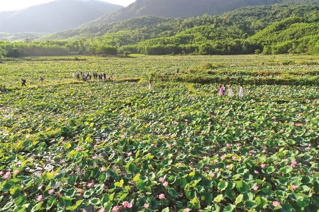 435946_5213015094522700_vna_potal_ve_dep_dam_sen_tra_ly_da_nang_8137312.jpg