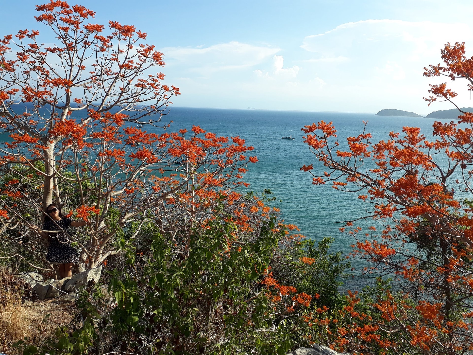 The fiery scarlet sterculia on Cu Lao Cham Island is a rare endemic species named after its vibrant red blossoms. Photo: DO HUAN