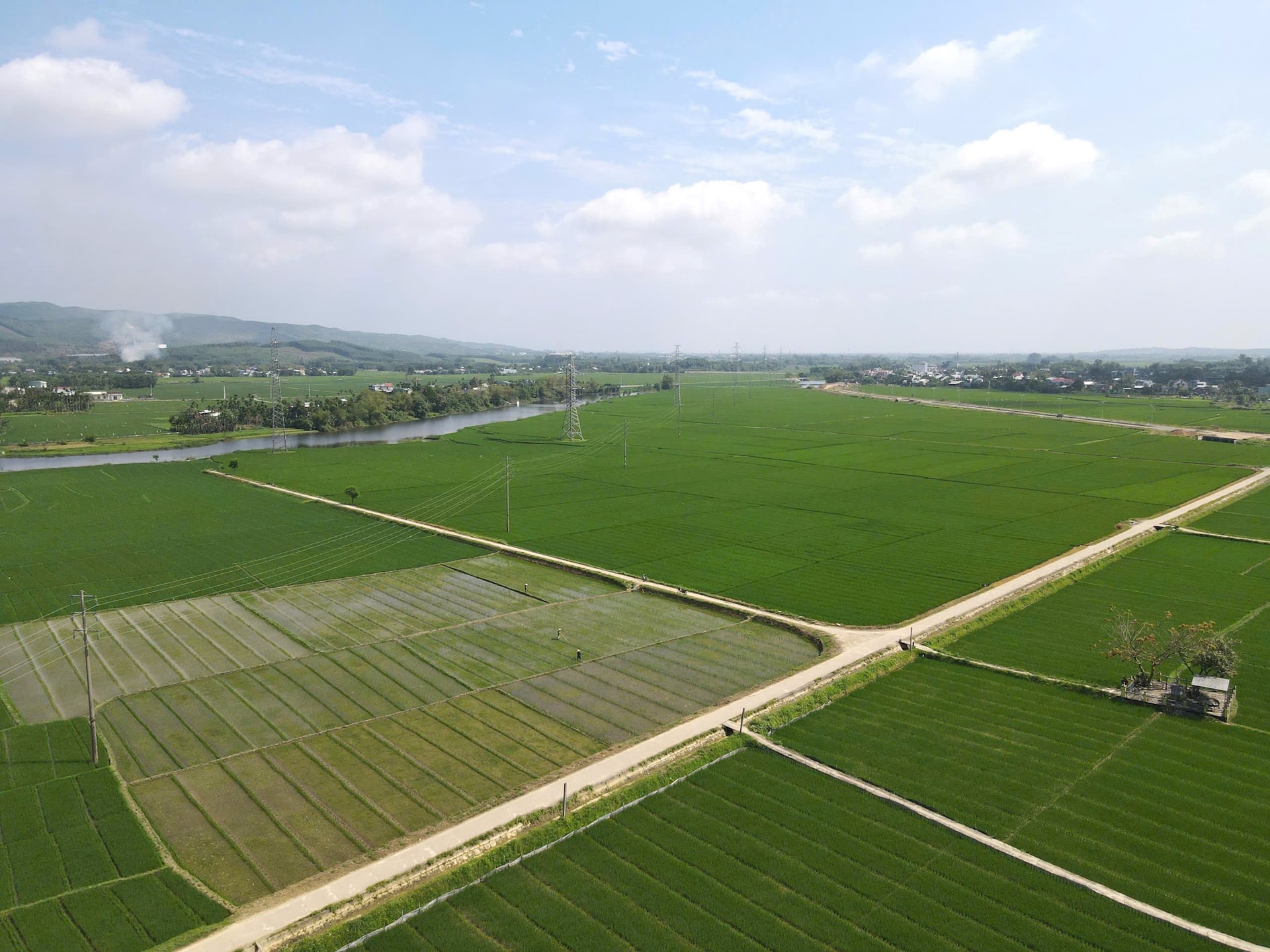 Cánh đồng sản xuất lúa giống tại xã Đại Lộc. Ảnh: TÚ QUÂN