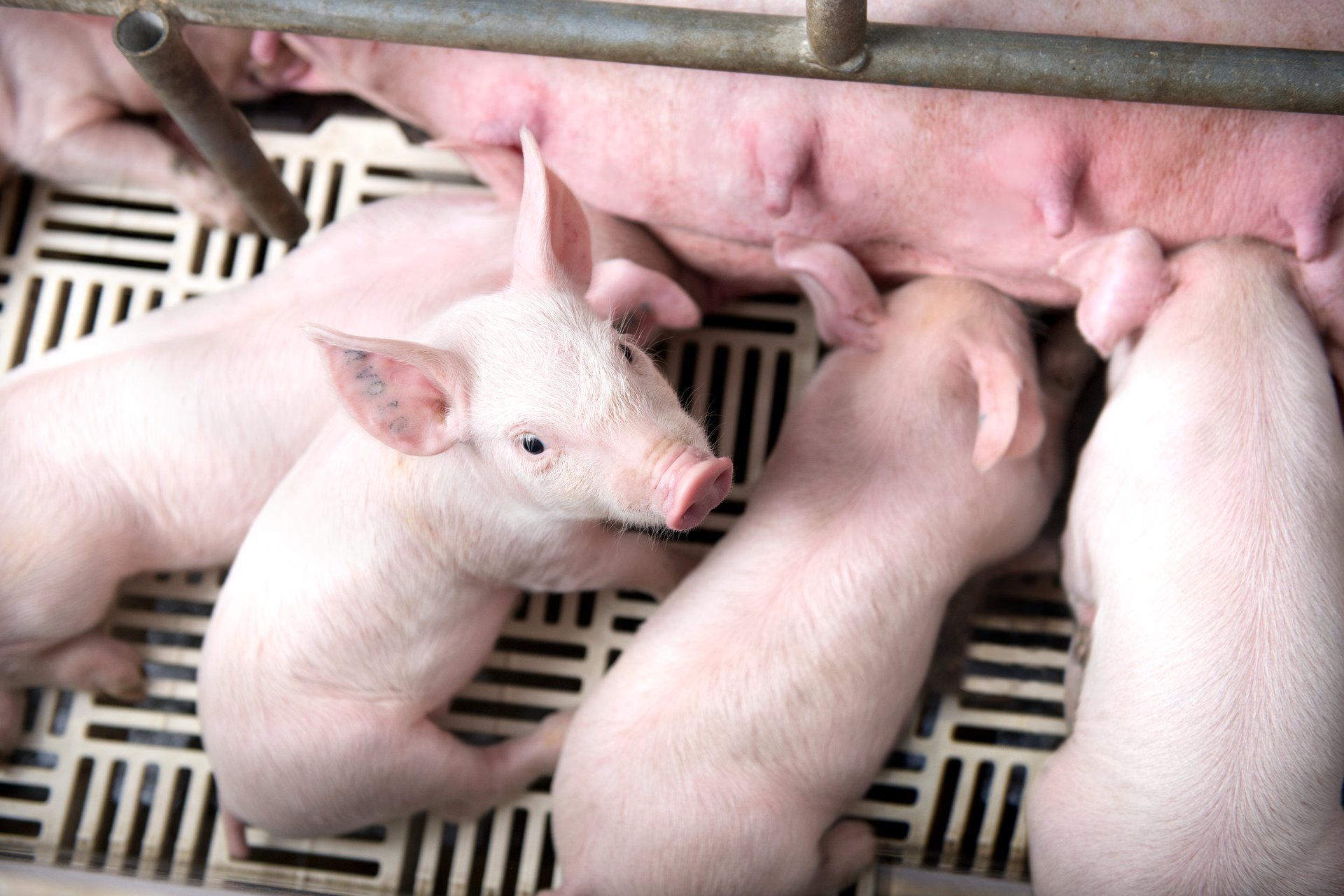 Giá heo hơi hôm nay 26/7/2025: Giảm sâu, chạm đáy 59.000 đồng/kg