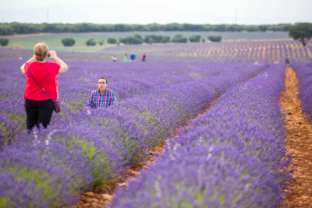 floracionlavanda5.jpg