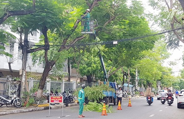 cat tiaBắt đầu từ 1/8/2025, Công ty Công viên – Cây xanh Đà Nẵng thực hiện cắt tỉa, xử lý cây xanh đô thị trên toàn địa bàn thành phố.