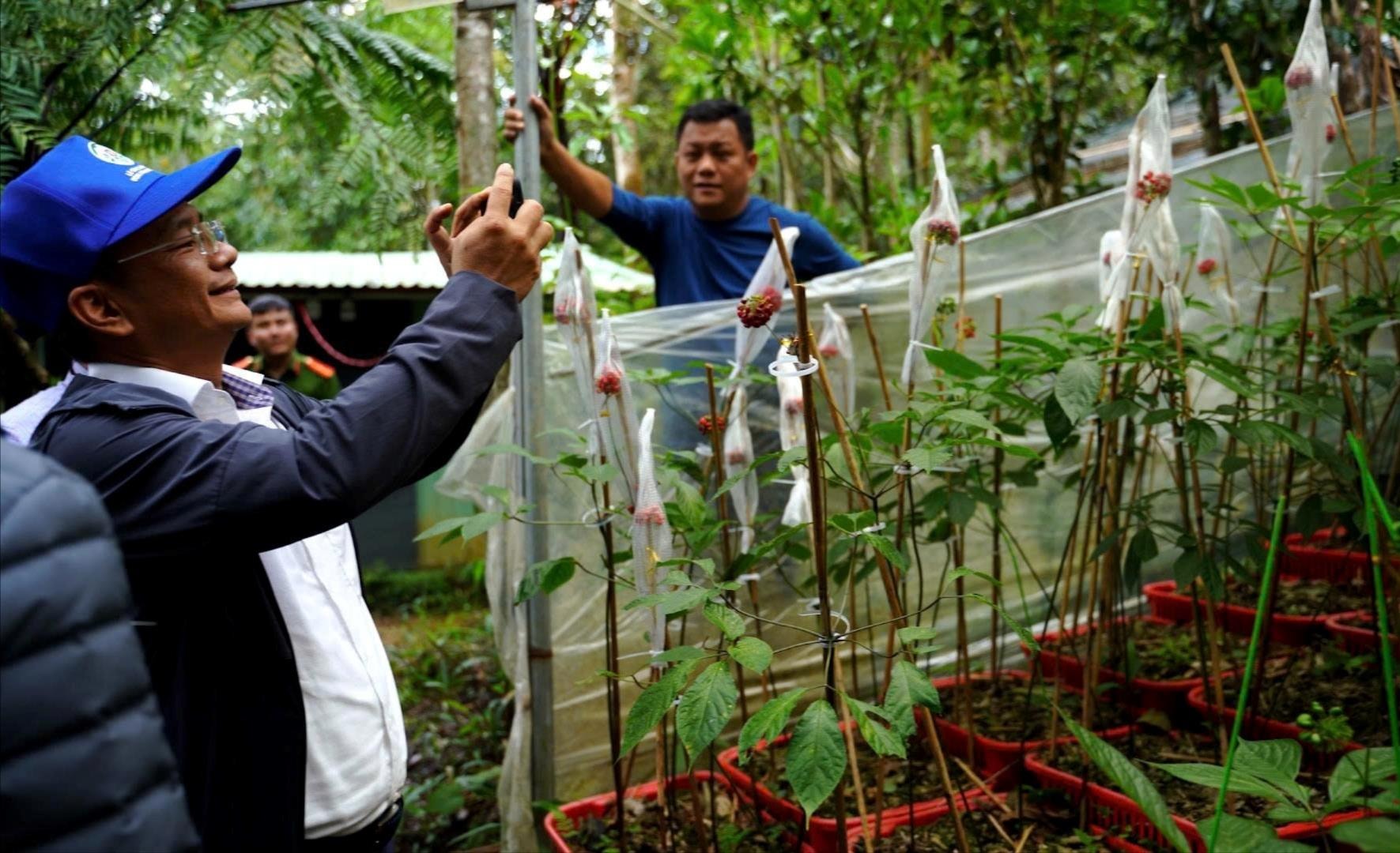Visitors to the Ngoc Linh ginseng garden in Tra Linh Commune. Photo: NGUYEN THU