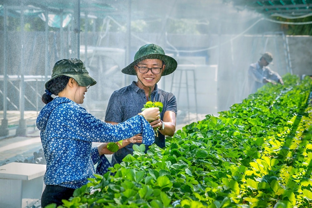 Nông dân xã Hòa Vang ứng dụng khoa học - công nghệ, giúp nâng cao năng suất cây trồng. Ảnh: HUỲNH VĂN TRUYỀN