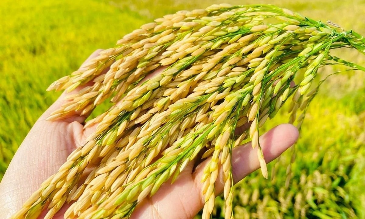 سعر الأرز اليوم 10 8 الأرز يتجه فجأة ضد التيار، الهند تهبط