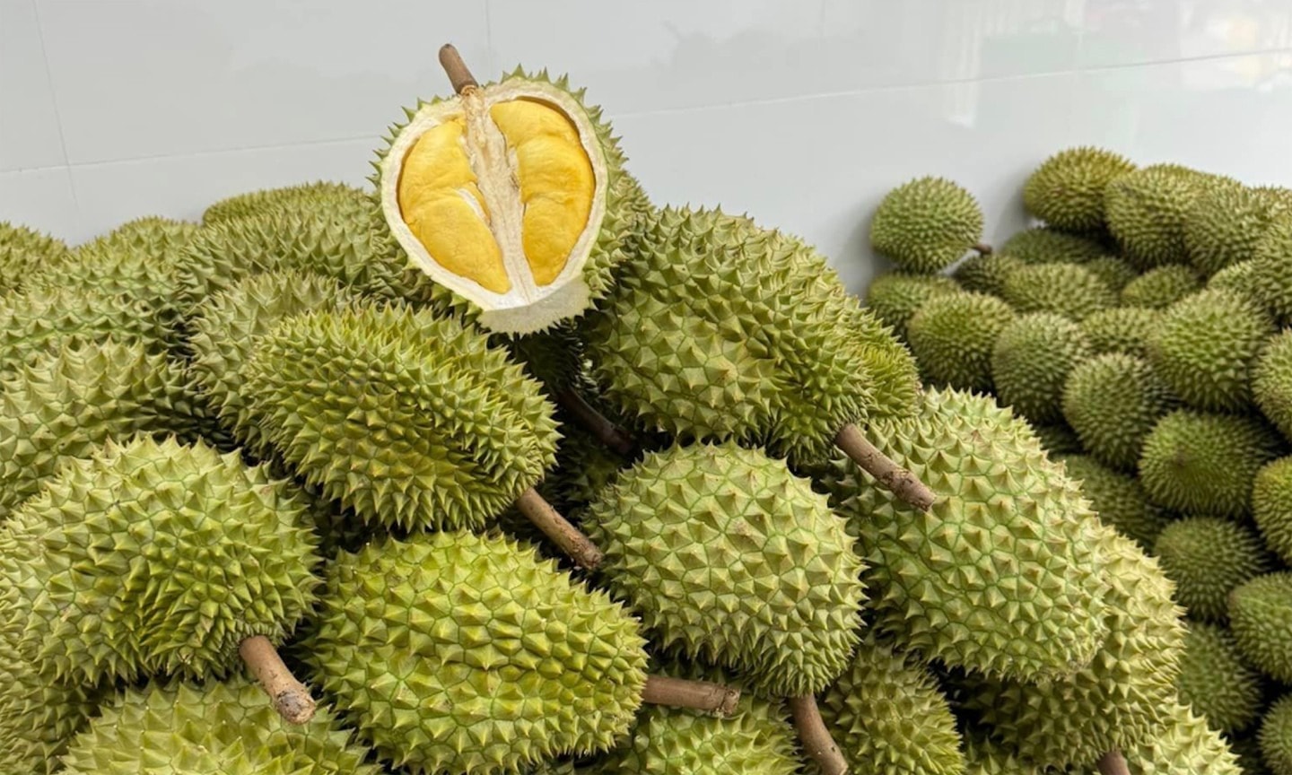 Giá sầu riêng hôm nay 10 8 Sụt giá không phanh ở nhiều tỉnh, nhưng có nơi vẫn đạt mức khủng