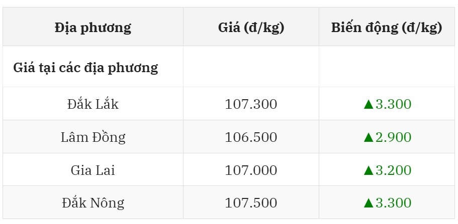 Giá cà phê hôm nay ở trong nước 12 8 2025