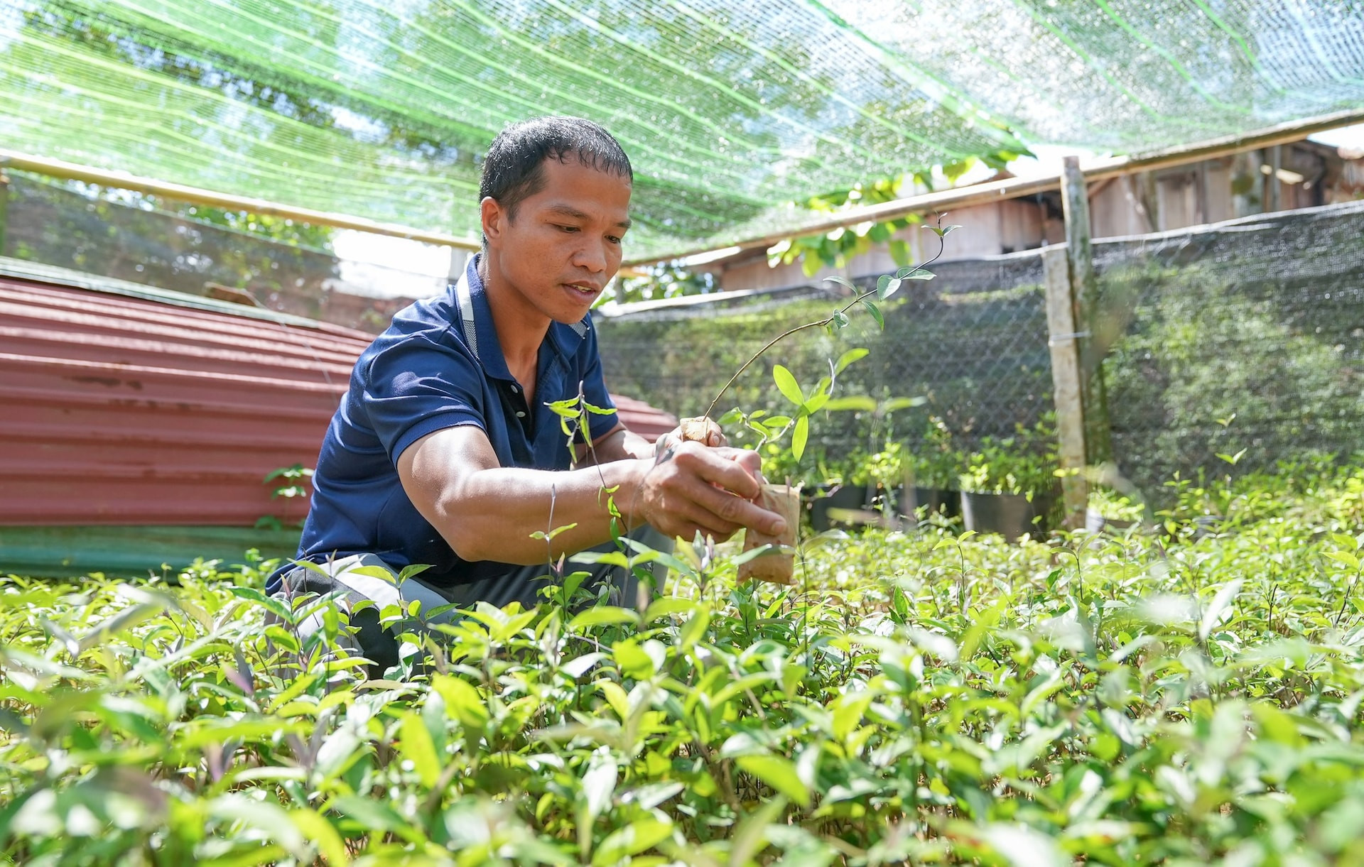 Anh Cơlâu Thái Ngọc (thôn Pơ’ning, xã Tây Giang) là một trong những hộ được hỗ trợ từ Nghị quyết 09. Ảnh: HỒ QUÂN
