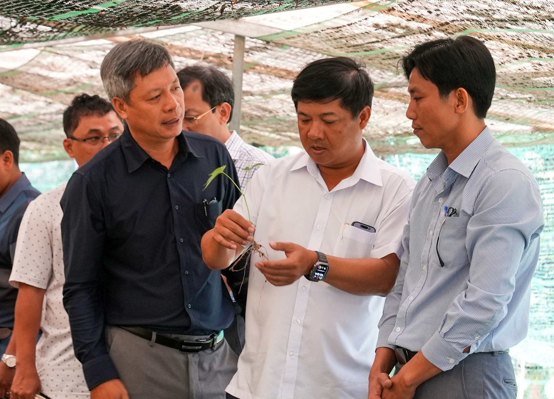 Chủ tịch UBND thành phố Lương Nguyễn Minh Triết và Phó Chủ tịch UBND thành phố Hồ Quang Bửu thăm khu vực ươm giống sâm Ngọc Linh tại Trạm Dược liệu Trà Linh. Ảnh: HỒ QUÂN