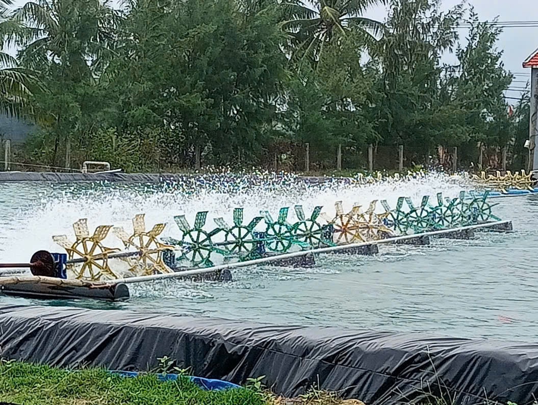Nuôi tôm phát triển tự phát dễ gây ô nhiễm môi trường. Ảnh: VĂN PHIN