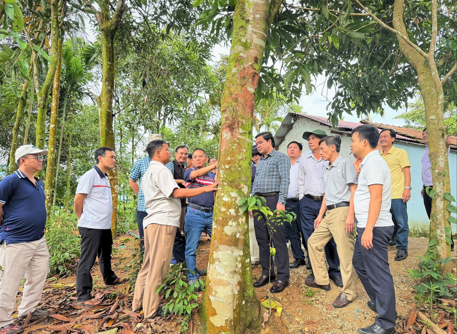 Lãnh đạo xã Trà Leng và đơn vị kết nghĩa phường Sơn Trà tham quan, tìm hiểu giá trị dược liệu quế Trà My. Ảnh: ĐĂNG NGUYÊN
