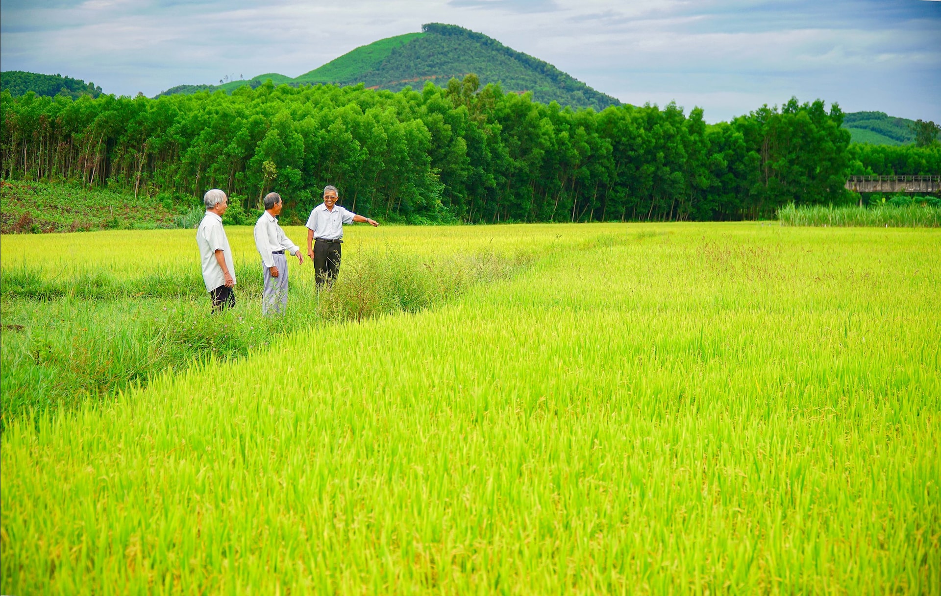 Tham quan cánh đồng lúa chín vàng. Ảnh Nguyễn Điện Ngọc