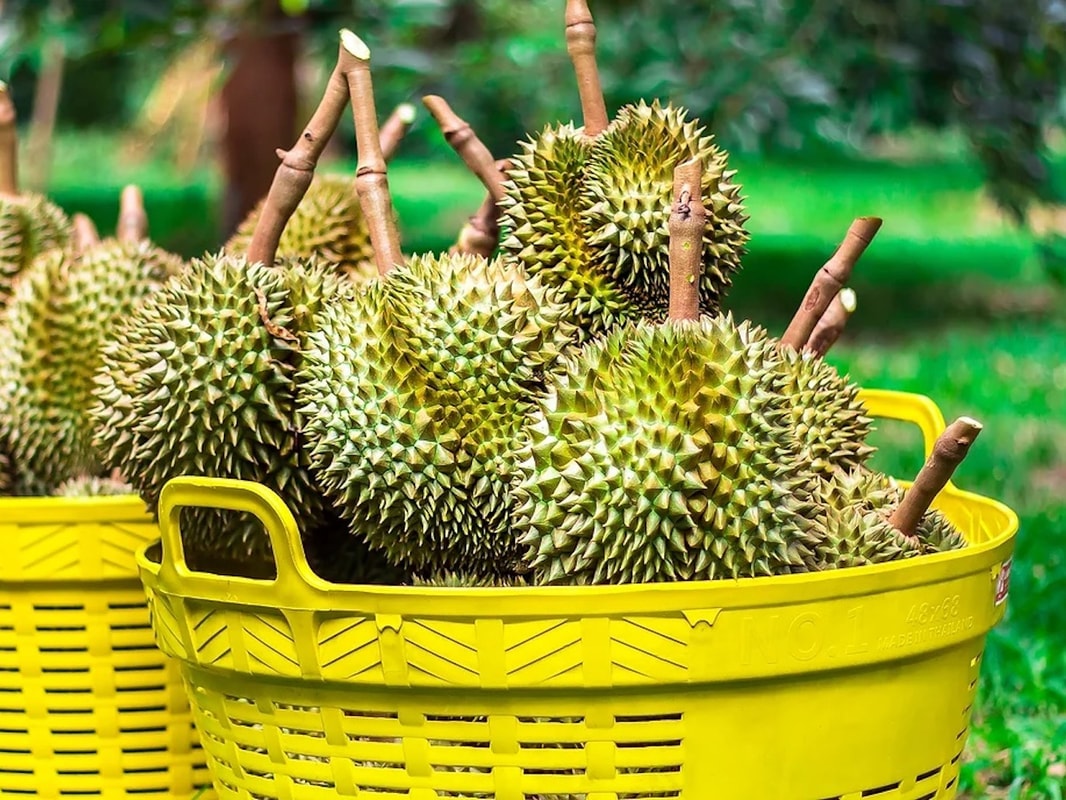 Giá sầu riêng hôm nay 5/9: Giá sầu riêng tăng trở lại