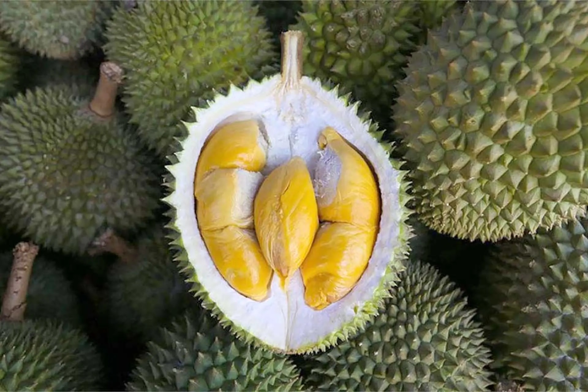 Giá sầu riêng hôm nay 8/9: Musang King giữ vững, Thái VIP không đổi