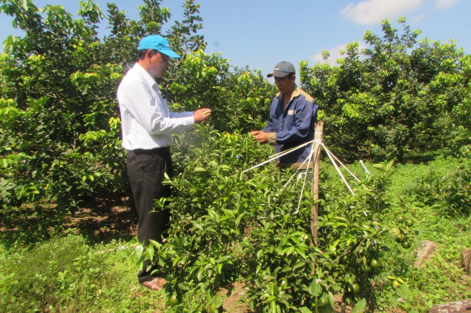 Trang trại trồng rừng ở xã Tam Mỹ. Ảnh VĂN PHIN