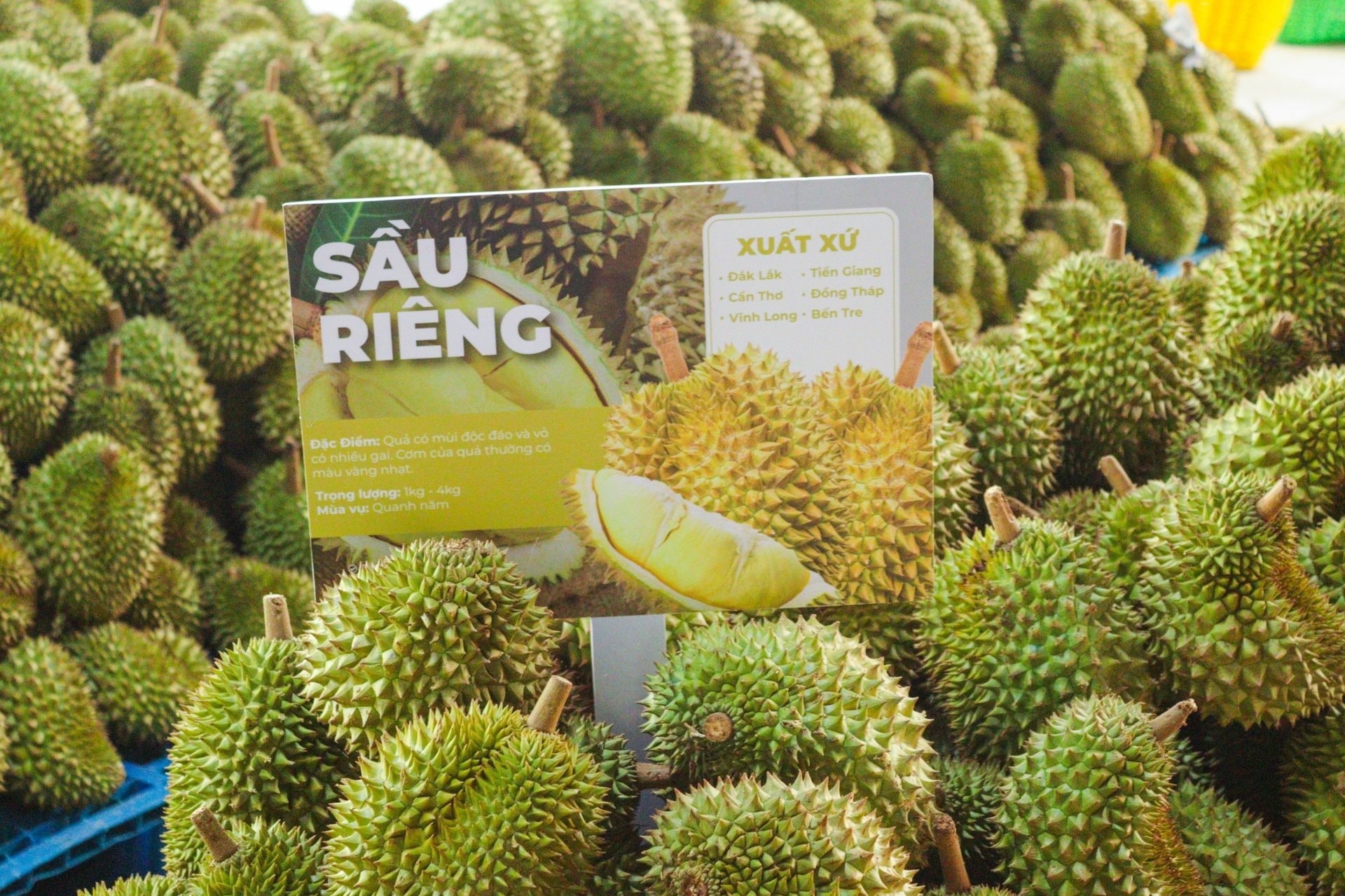 Giá sầu riêng hôm nay 9/9: Sầu Thái và Ri6 đồng loạt hạ giá