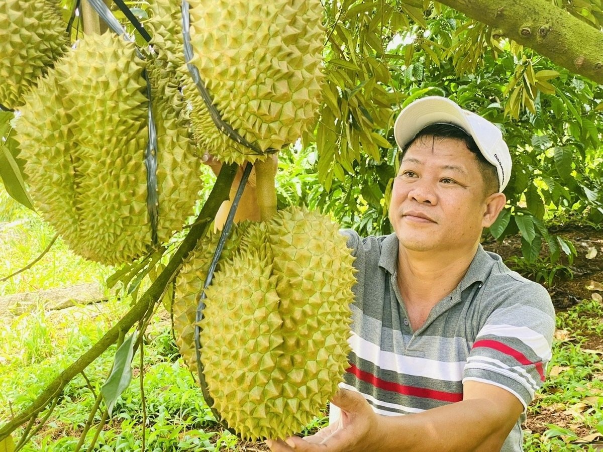 តម្លៃទុរេនថ្ងៃនេះថ្ងៃទី ១០ ខែកញ្ញា៖ មានស្ថិរភាពនៅទូទាំងក្តារ