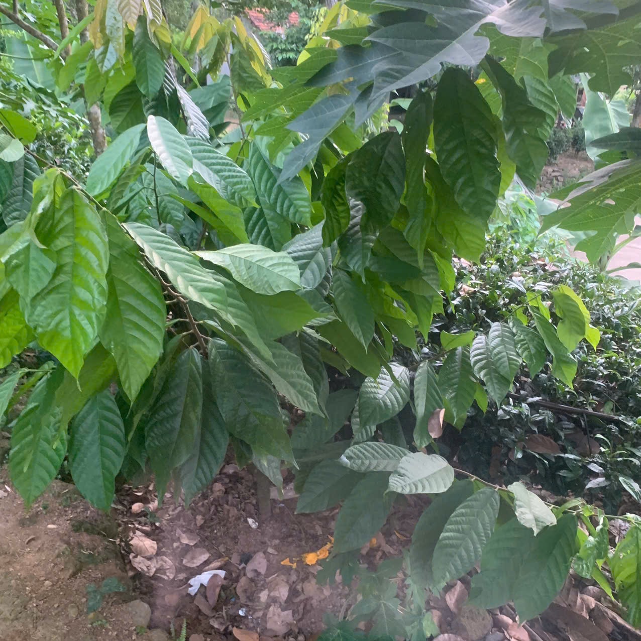 Cây ca cao phát triển tốt. Ảnh VĂN PHIN