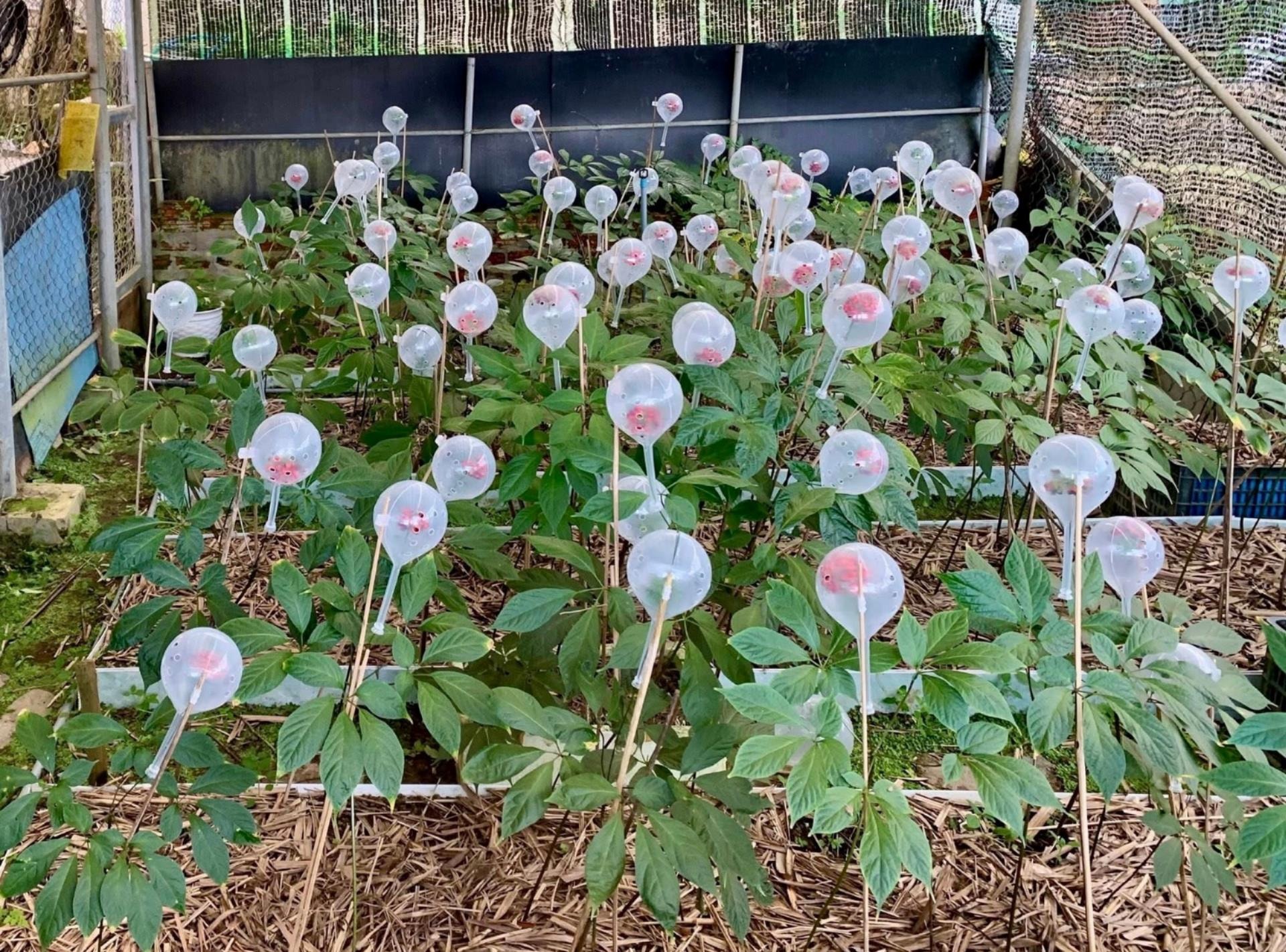 C&acirc;y s&acirc;m Ngọc Linh được người d&acirc;n trồng ở x&atilde; Tr&agrave; Tập, th&agrave;nh phố Đ&agrave; Nẵng. Lo&agrave;i c&acirc;y qu&yacute; n&agrave;y được xem l&agrave; quốc bảo của Việt Nam, được th&agrave;nh phố đầu tư nghi&ecirc;n cứu ph&aacute;t triển.