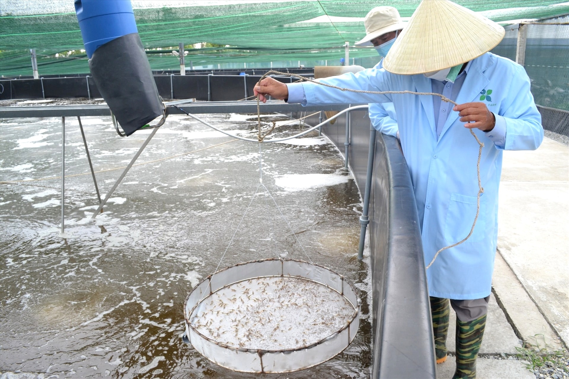 Nuoi tom tuan hoan