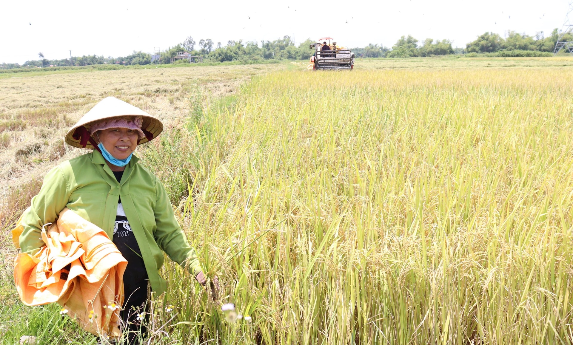 Một nông dân khối phố Hà Tây 1, phường Điện Bàn Bắc phấn khởi vì gieo trồng giống lúa dài ngày cho năng suất cao lại được giá. Ảnh: HOÀNG HIỆP 