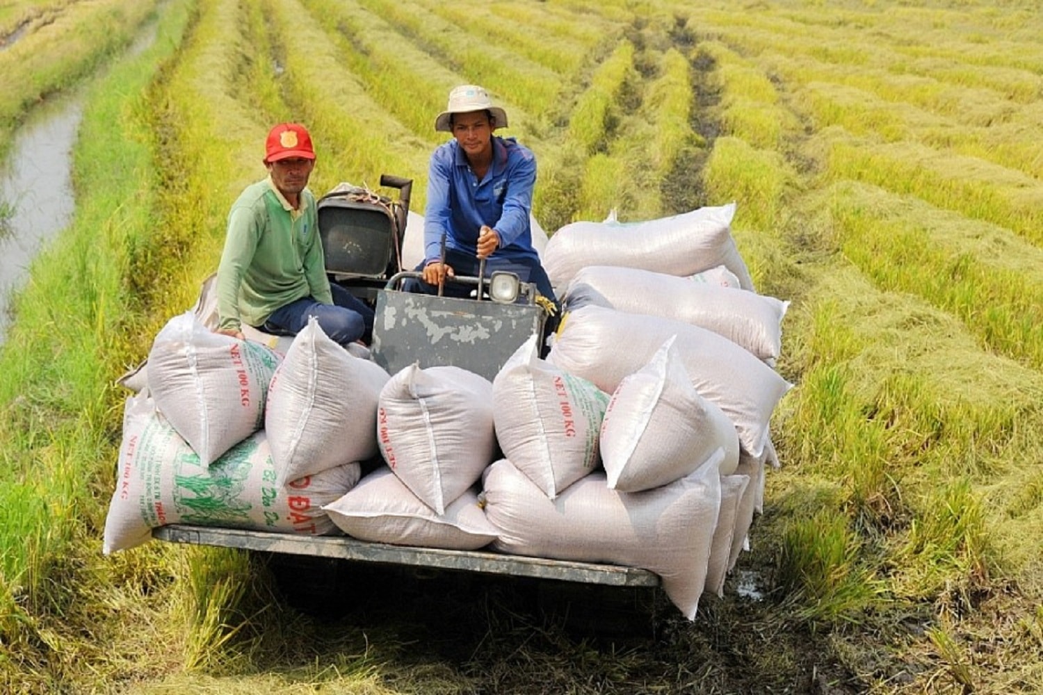 Giá lúa gạo hôm nay 16/9: Thị trường sôi động hơn